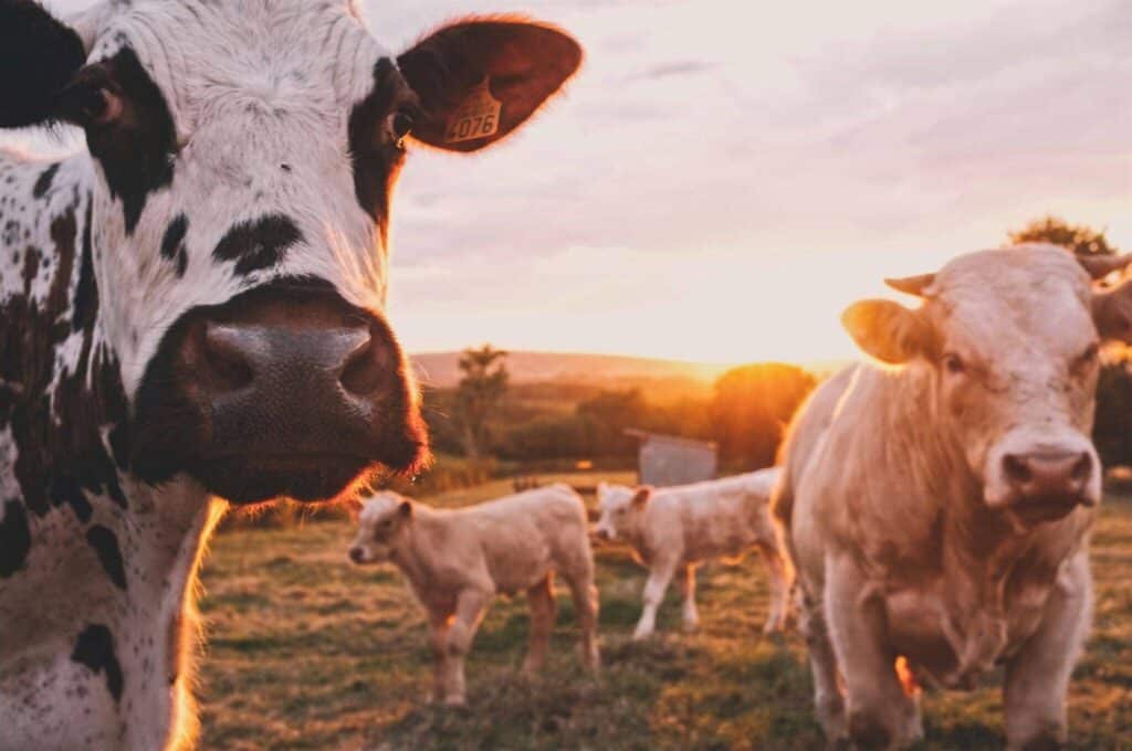 vaches au coucher de soleil